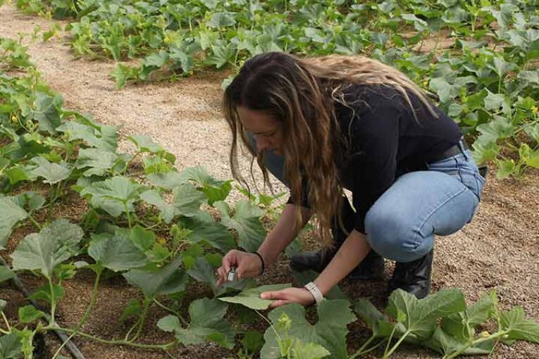 El control biológico ante el gran reto de frenar a Parvispinus, Tuta, mosca y pulgones