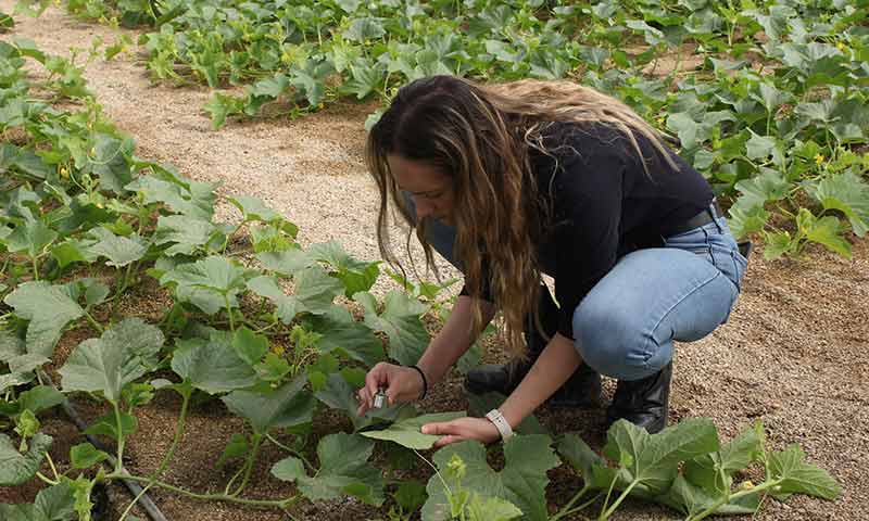 El control biológico ante el gran reto de frenar a Parvispinus, Tuta, mosca y pulgones