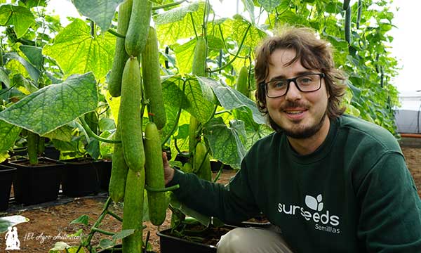 Daniel Martín Cara, genetista de pepino de Sur Seeds / agroautentico.com