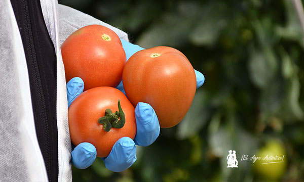 Tomates tipo pera de Syngenta IR frente al ToBRFV en el número S008 / agroautentico.com