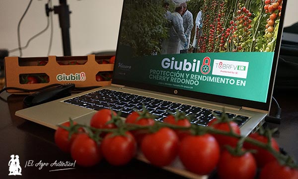 Giubilo, protección y rendimiento en cherry redondo / agroautentico.com