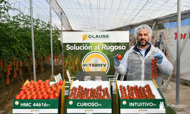 Miguel Ángel Rodríguez, técnico de desarrollo de tomate de HM.Clause-noticias-agroautentico.com