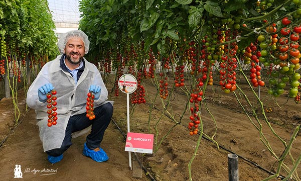 HM.Clause despliega su gama IR ToBRFV de tomate frente a rugoso-noticias-agroautentico.com