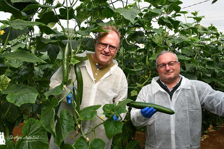 Sakata alcanza las cinco resistencias en pepino con la variedad Metric