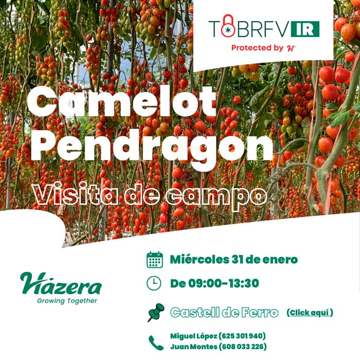 Día 31 de enero. Jornada de tomate cherry de Hazera en Castell de Ferro