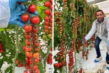 Giubilo, Pendragón y Windsor, los tres tomates resistentes de Hazera