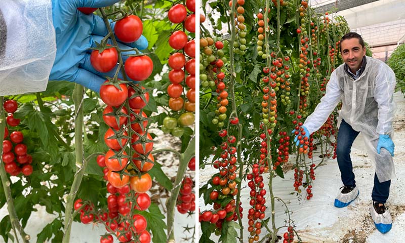 Variedades de tomate cherry de Hazera con resistencia a rugoso, Windsor, Pendragón y Giubilo-noticias -agroautentico