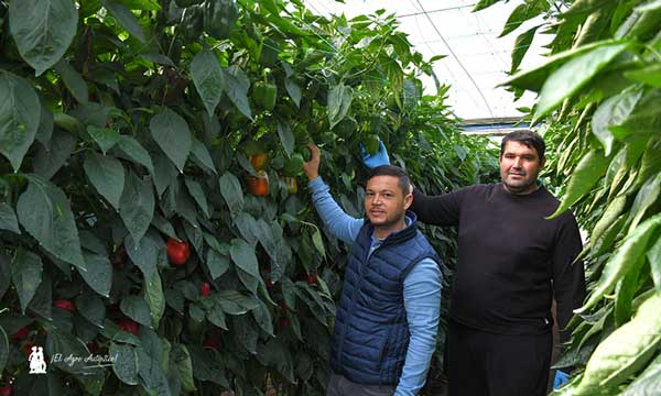 José Vázquez, Syngenta, y el agricultor Antonio Rodríguez, con pimiento Sensei / agroautentico.com
