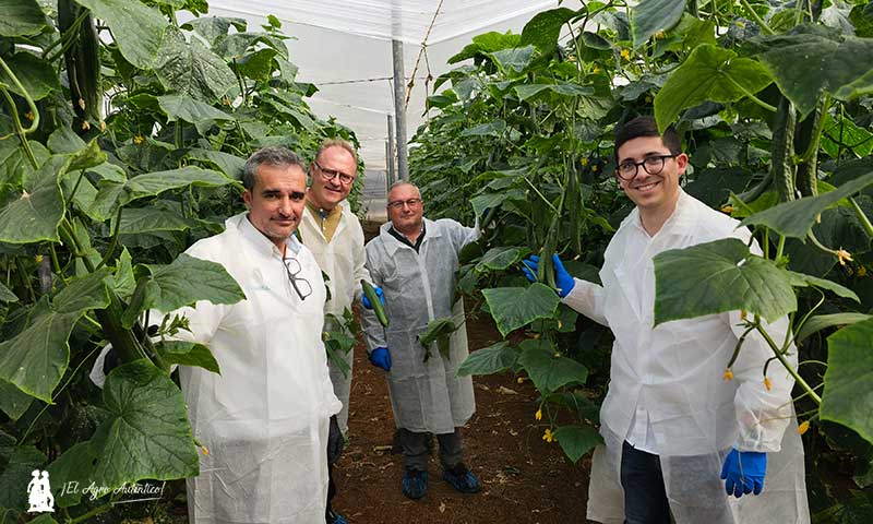 Equipo de pepino de Sakata: Germán Victoria, Hans Henrik, Daniel Lirola y Cecilio Fernández / agroautentico.com