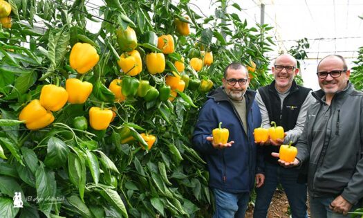 Andrés Moreno, Antonio Cortés e Ignacio Susín con californias amarillos / agroautentico.com