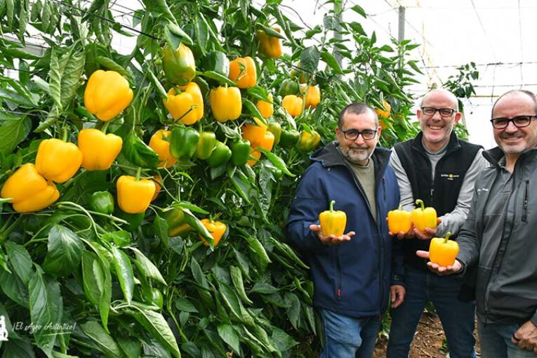 Los padres del nuevo pimiento Ambarino de Ramiro Arnedo
