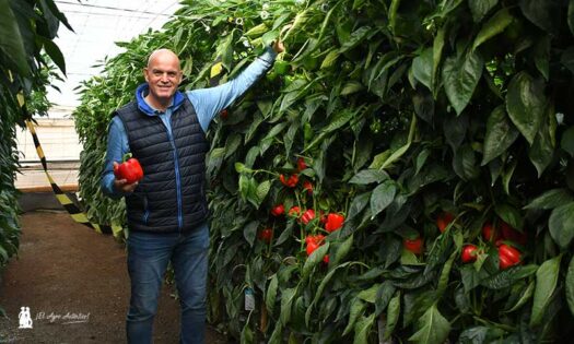 Juan Diego Martínez con Saitama, una variedad que en pocos años se ha convertido en un referente de Syngenta / agroautentico.com