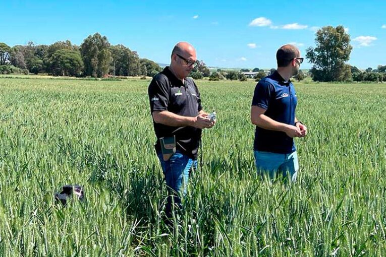 Plantas más fuertes, resistentes y protegidas que siguen produciendo a pesar de síntomas víricos