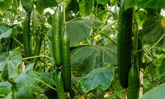 Belako completa el catálogo de pepino holandés de Sakata-noticias-agroautentico.com