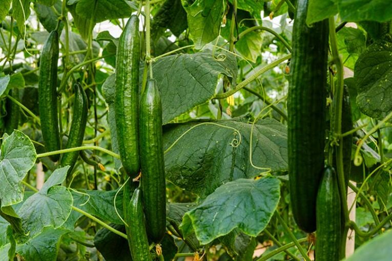 Belako completa el catálogo de pepino holandés de Sakata