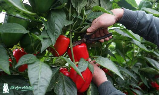 Subida del Salario Mínimo Interprofesional SMI Asaja Almeria / agroautentico.com
