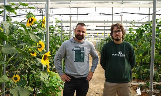 Sur Seeds y su I+D en Almería. Álex y Daniel Martín Cara ponen rostro a la investigación / agroautentico.com