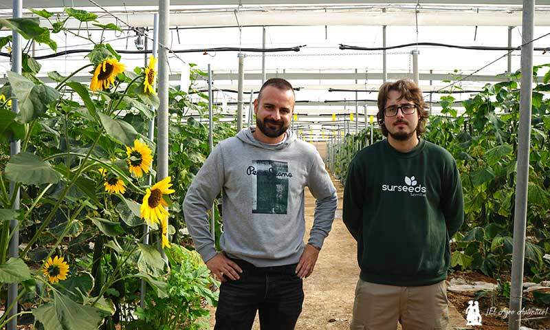 Sur Seeds y su I+D en Almería. Álex y Daniel Martín Cara ponen rostro a la investigación / agroautentico.com