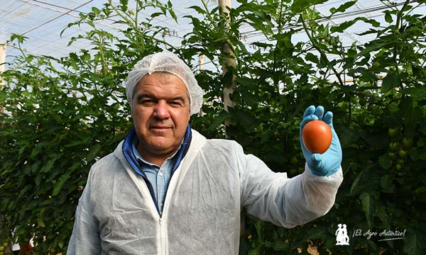 Juan Cruz con TIPL 22-S076, tomate pera de Syngenta resistente a rugoso / agroautentico.com