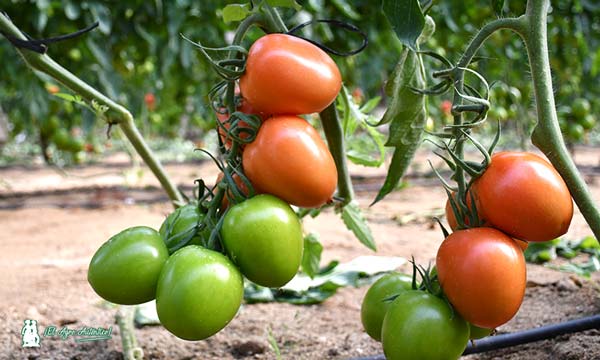 Tomates tipo pera de Syngenta con IR frente a ToBRFV / agroautentico.com