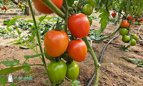 Tomates tipo pera de Syngenta dentro del tipo Caniles con resistencia a rugoso. Número S077 / agroautentico.com