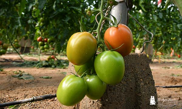 Tomates tipo pera de Syngenta dentro del tipo Caniles con resistencia a rugoso. Número S077 / agroautentico.com