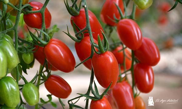 Tomate cherry pera Avrion de BASF resistente al virus del rugoso / agroautentico.com