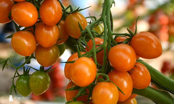 Nunhems batalla del rugoso. Tomate cherry naranja / agroautentico.com