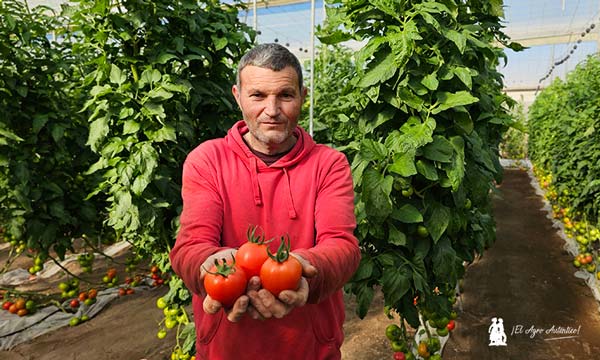 Antonio Capel en la finca familiar muestra frutos de tomate pera resistentes a ToBRFV / agroautentico.com