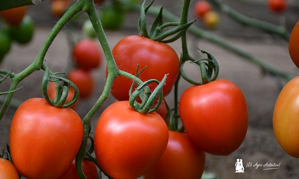HM.Clause despliega su gama IR ToBRFV de tomate frente a rugoso-noticias-agroautentico.com