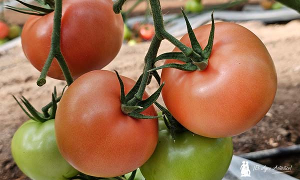 Tomate Bastink de Nunhems resistente al virus del rugoso / agroautentico.com