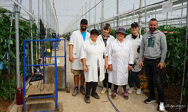 Trabajadores en uno de los invernaderos de producción de semillas de pimiento de Sur Seeds / agroautentico.com