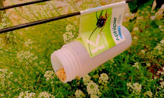 Koppert muestra en Fruit Logistica cómo vencer a las resistencias de las plagas-noticias-agroautentico.com