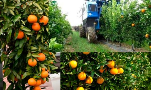 Democitrus exhibirá las tecnologías más vanguardistas para el cultivo de cítricos