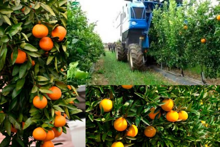 Democitrus exhibirá las tecnologías más vanguardistas para el cultivo de cítricos