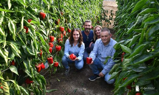 Pimiento CGP2582: Hiedra Muñoz, José Ángel Viñolo, Ana Fernández y José Antonio Ibarra / agroautentico.com