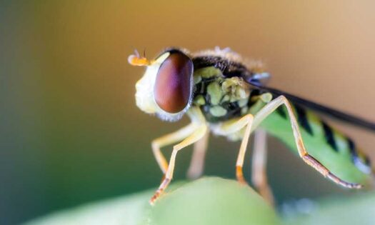 Rophoria, la nueva imagen para uno de los enemigos más temidos por los pulgones-noticias-agroautentico.com