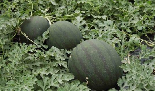 Una nueva solución de Vellsam consigue un mayor peso, tamaño y calibre durante el engorde de la sandía-noticias-agroautentico.com
