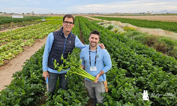 Oscar Peñalver y Miguel Ángel Teruel, de Bejo, en Murcia con el apio Fandango / agroautentico.com