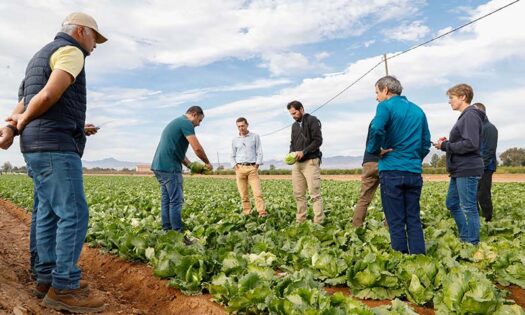 BASF | Nunhems ya planta cara a las nuevas razas de mildiu en iceberg-noticias-agroautentico.com