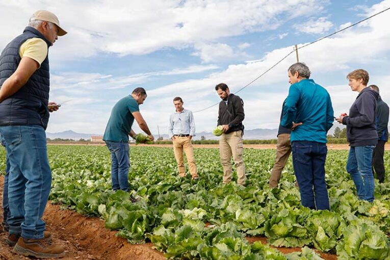 BASF | Nunhems ya planta cara a las nuevas razas de mildiu en iceberg