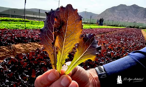 Vilmorin presenta novedades en lechuga iceberg, mini romana y baby leaf (hojas rojas como en esta imagen) / agroautentico.com