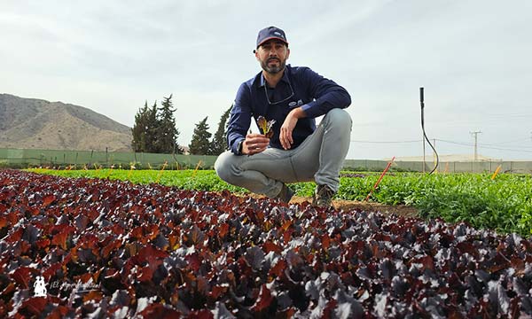 Pedro Moya con la variedad Girouette / agroautentico.com