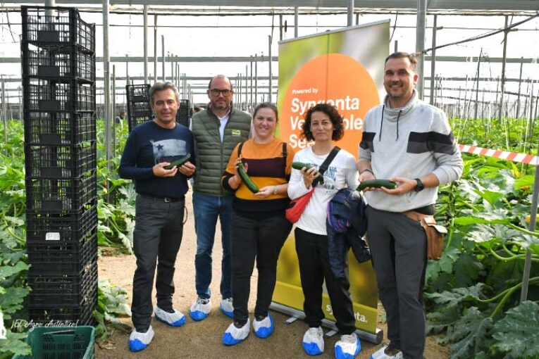 Syngenta estrena nueva gama de calabacín resistente a ToLCNDV