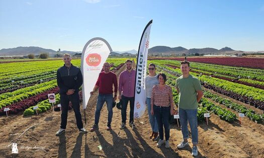 Gautier muestra sus nuevas ensaladas en su demo de lechuga en el campo de Cartagena / agroautentico.com