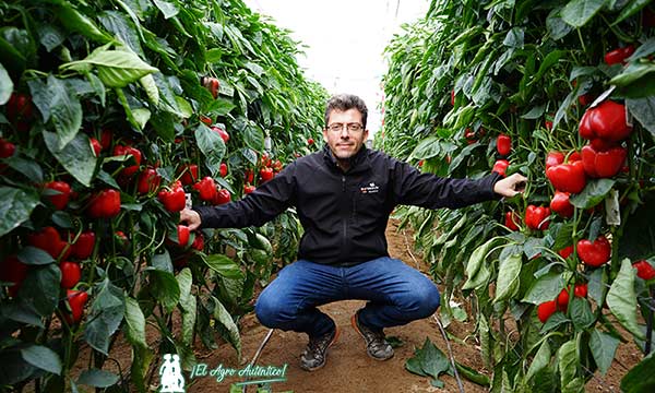 Germán Ureña con la variedad Ariete de california rojo / agroautentico.com