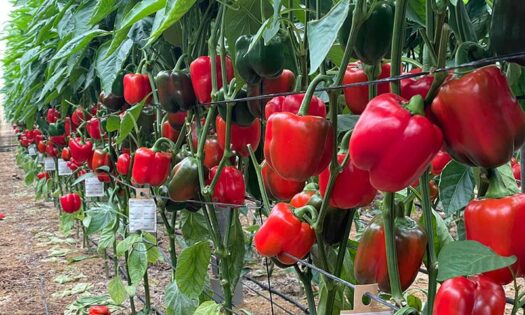 La casa obtentora Harmoniz Ibérica, hasta la fecha consolidada en el panorama almeriense como empresa de referencia y a la vanguardia en el desarrollo de variedades de tomate innovadoras, de gran sabor y resistentes a virosis como la del “Rugoso” (ToBRFV)-noticias-agroautentico.com