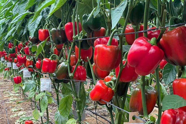 Harmoniz se estrena en el pimiento california con el rojo Bernabel