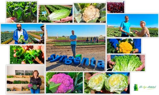 Hojas y brásicas de Syngenta en las Demo Days Salads 2024 / agroautentico.com