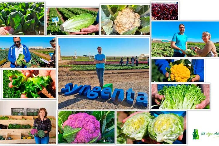 Nuevas hojas y brásicas dan la bienvenida al centro de I+D que Syngenta estrena en Cartagena
